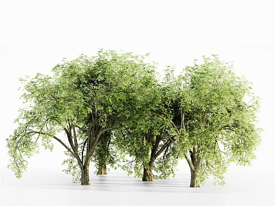 Lush Green Arbor Trees With Dense Foliage And Strong Trunks In Natural Scene 3d model