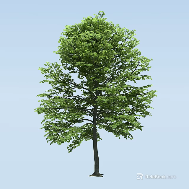 Tall Lush Arbor With Green Foliage And Straight Trunk In Natural Scene 3d model 