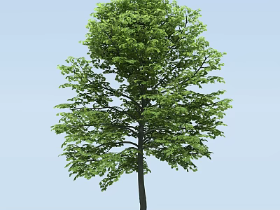 Tall Lush Arbor With Green Foliage And Straight Trunk In Natural Scene 3d model
