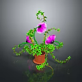 Green Vine Plant With Purple Flowers In Brown Pot And Trailing Leaves