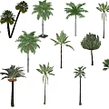Various Arbor Species Featuring Diverse Foliage Shapes And Trunk Designs