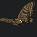 Exotic Butterfly With Brown And Yellow Patterned Wings On Black Background 3d model
