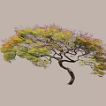 Beautiful Curved Trunk Arbor Tree With Spreading Branches and Colorful Yellow Green Leaves