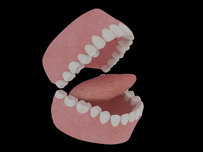 3D Rendered Teeth Model With Upper Lower Jaw Pink Gums And White Teeth 3d model 3D Rendered Teeth Model With Upper Lower Jaw Pink Gums And White Teeth 3d model