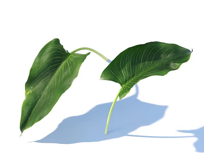 Two Large Green Leaves With Clear Veins On White Background And Shadow 3d model