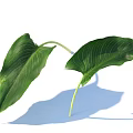 Two Large Green Leaves With Clear Veins On White Background And Shadow