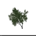 Lush Weeping Willow Arbor With Green Drooping Branches White Trunk Against Black Background