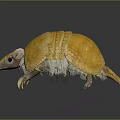 Yellow Armadillo With Scaly Shell And Long Claws On Gray Background With Reflection