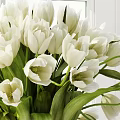 White Tulips Arrangement in Transparent Glass Vase on Window Sill with Green Leaves
