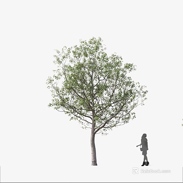 Tall Tree With Lush Green Foliage And Sturdy Trunk Beside Silhouette Of A Person 3d model 