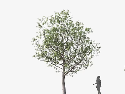 Tall Tree With Lush Green Foliage And Sturdy Trunk Beside Silhouette Of A Person 3d model