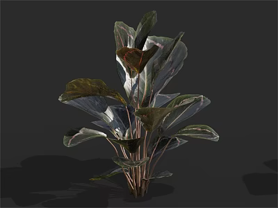 Lush Indoor Plant With Large Green And Purple Broad Leaves For Decoration 3d model