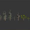 Different Types of Green Trees with Various Heights on Dark Reflective Surface Against Gray Background