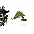 Outdoor Bonsai Potted Plants Display Under Blue Sky With Wooden Stand And Stone Pots