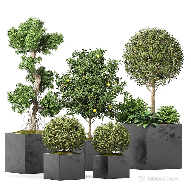 Various Shaped Bonsai Potted Plants In Grey Square Pots For Decoration 3d model 
