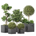 Various Shaped Bonsai Potted Plants In Grey Square Pots For Decoration