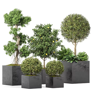 Various Shaped Bonsai Potted Plants In Grey Square Pots For Decoration 3d model