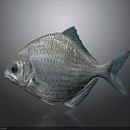 Silver Fish with Blue Fins and Tail Shiny Scales on Dark Background and Reflection