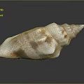 Marine Snail Seashell With White And Brown Spiral Pattern On Smooth Reflective Surface 3d model