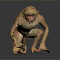 Monkey 3d model