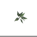 Vibrant Green and White Variegated Leaves of Houseplant with Fresh Lush Foliage