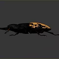 Detailed Black and Orange Beetle with Large Mandibles and Shiny Exoskeleton