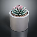 Succulent Plant With Green Leaves And Pink Edges In White Cylindrical Pot With Small Pebbles