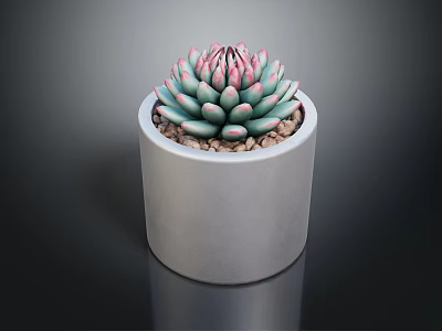 Succulent Plant With Green Leaves And Pink Edges In White Cylindrical Pot With Small Pebbles 3d model