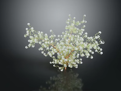 Fresh Baby's Breath Plant Featuring Small White Flowers Against Dark Background With Reflection 3d model