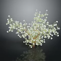 Fresh Baby's Breath Plant Featuring Small White Flowers Against Dark Background With Reflection