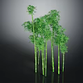 Tall Green Bamboo Plants With Lush Leaves And Slender Stems On Black Background With Reflection