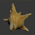 Close Up View Of Marine Animal Conch Shell With Orange Tan Texture And Smooth Reflection