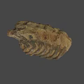 Fossilized Rib Bone Structure With Ancient Layered Textured Brown Surface 3d model