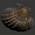 Scallop Shaped Brown And Orange Textured Natural Seashell For Home Decor