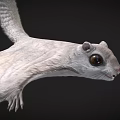 Siberian Flying Squirrel with Gray Brown Fur and Gliding Membrane in Coniferous Forests