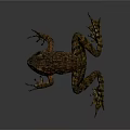 Brown and Orange Frog with Rough Textured Skin in Side View Pose