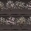 Blooming Ornamental Trees With White And Pink Flowers In Various Varieties