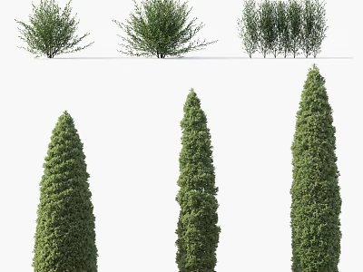 Different Types Of Garden Shrubs With Various Shapes Sizes And Foliage For Landscape Design 3d model