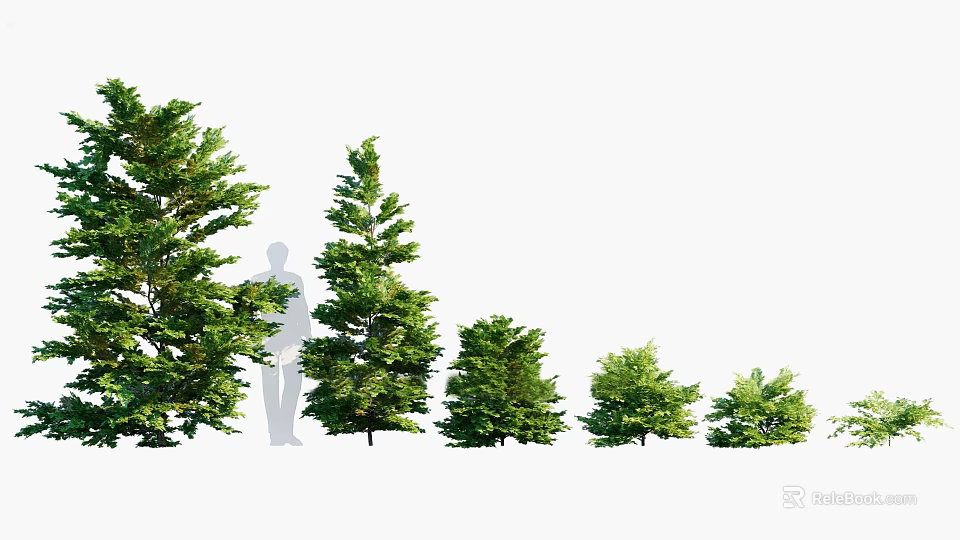 Trees With Different Sizes And Shapes Featuring Human Silhouette For Height Size Comparison 3d model