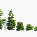 Trees With Different Sizes And Shapes Featuring Human Silhouette For Height Size Comparison 3d model