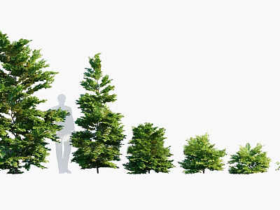 Trees With Different Sizes And Shapes Featuring Human Silhouette For Height Size Comparison 3d model