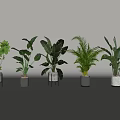 Assorted Indoor Potted Plants Featuring Diverse Leaf Shapes and Stylish Planters 3d model