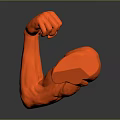 Medical Device Red Muscle Arm Model For Anatomical Education And Rehabilitation