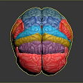 Medical Device Colorful Human Brain Anatomical Model with Detailed Structure and Stand