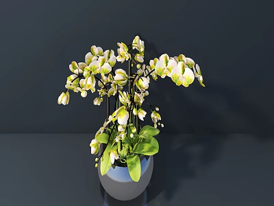 Bonsai Potted Plant With White And Green Orchid Flowers And Green Leaves In Gray Pot 3d model