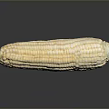 Fresh White Corn Cob on Black Background with Clear Reflection