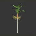 Tropical Palm Tree Plant With Green Leaves Yellow Roots And White Stem