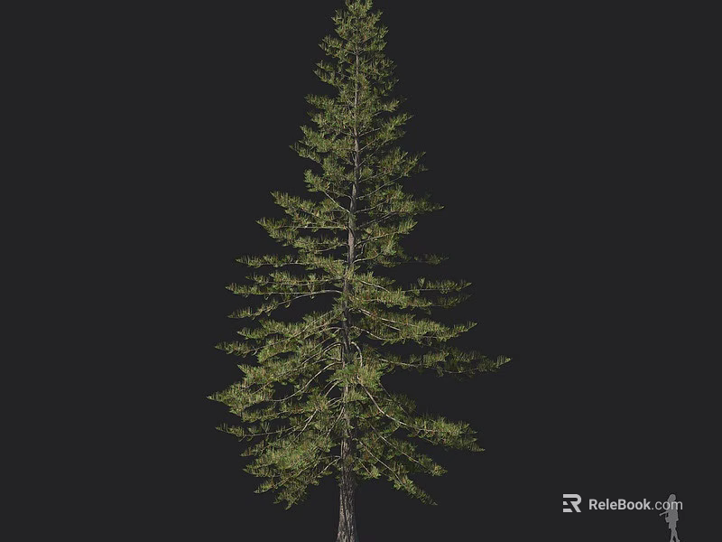 Tall Evergreen Arbor With Dense Foliage And Straight Trunk Isolated On Black Background 3d model 
