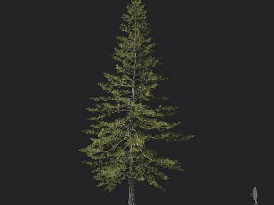 Tall Evergreen Arbor With Dense Foliage And Straight Trunk Isolated On Black Background 3d model