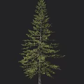 Tall Evergreen Arbor With Dense Foliage And Straight Trunk Isolated On Black Background